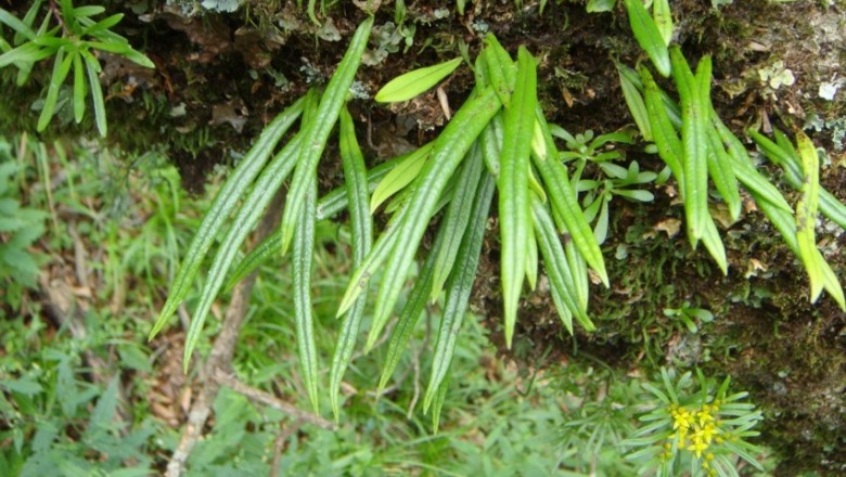 Cây Ngõa vi. Lepisorus thunbergianus - Cây Thuốc Nam Quanh Ta